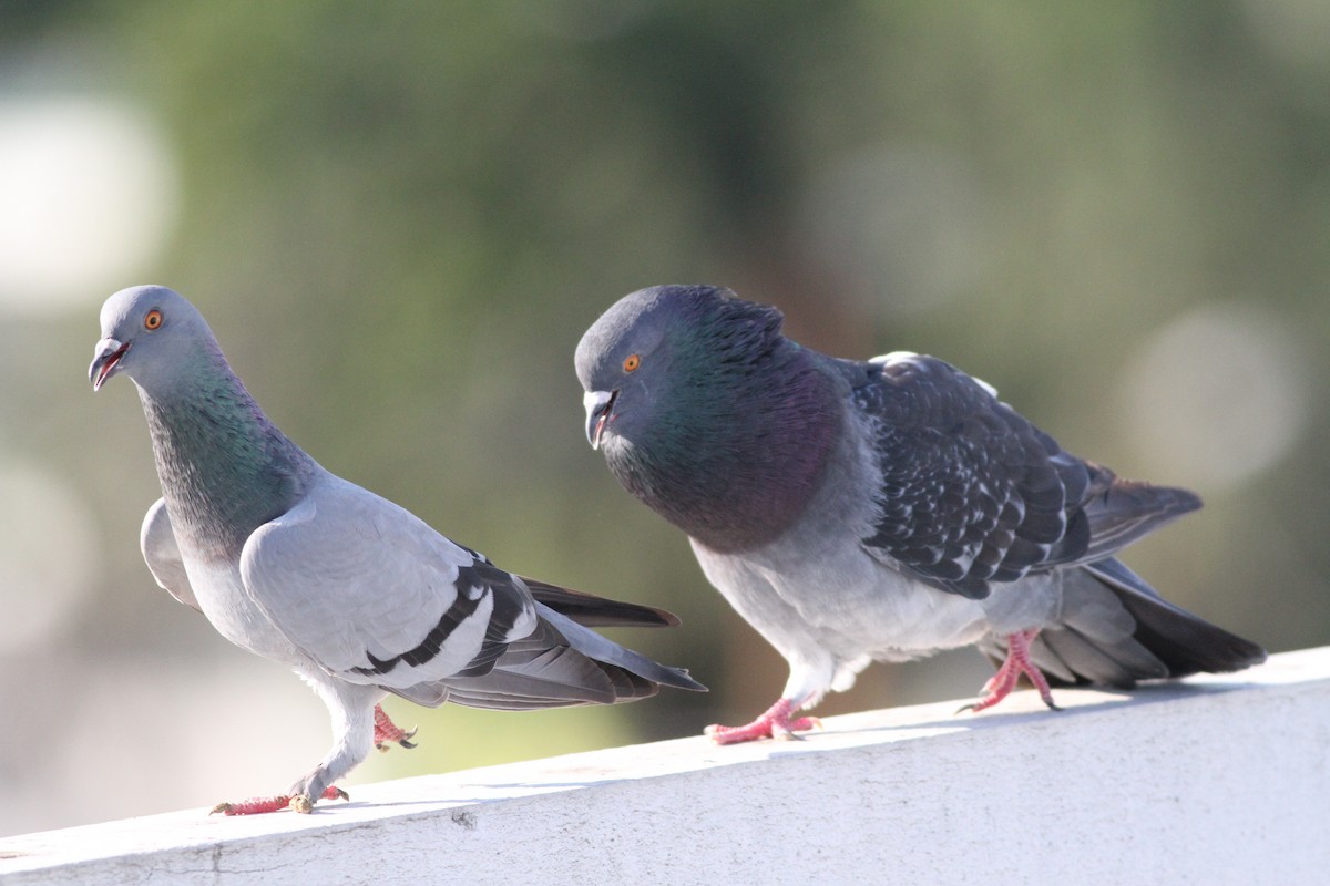 Rock Pigeon (Feral Pigeon) - ML72760191