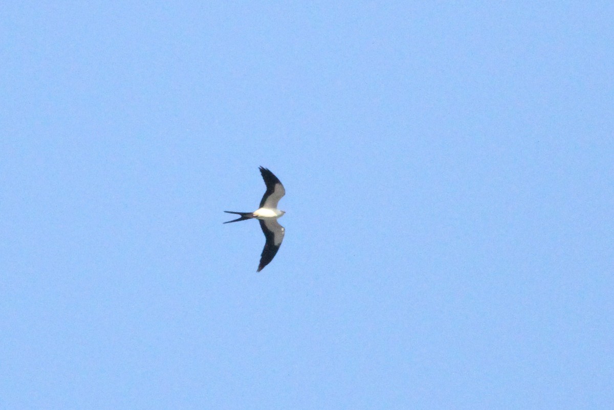 Swallow-tailed Kite - John Garrett