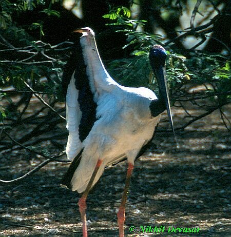 Black-necked Stork - Nikhil Devasar