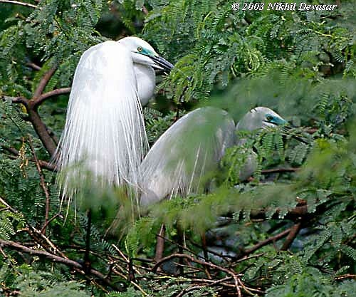 Great Egret (modesta) - Nikhil Devasar