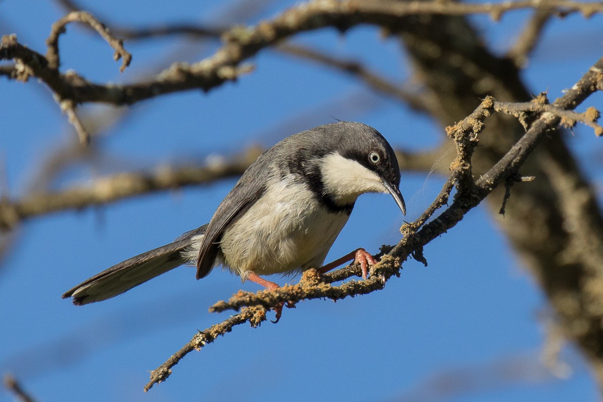 Bar-throated Apalis - Sharon Kennedy