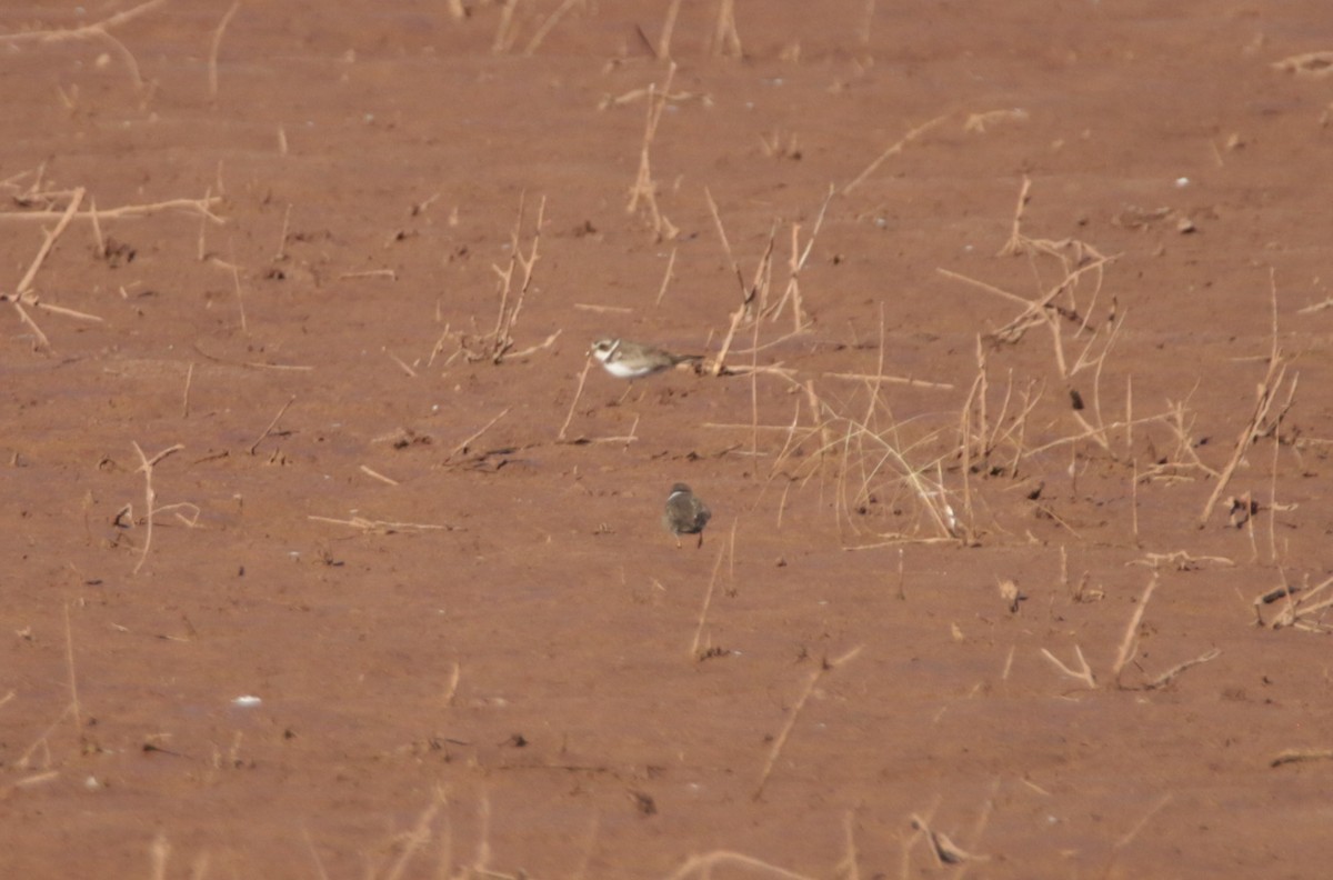 Semipalmated Plover - Peggy Rudman