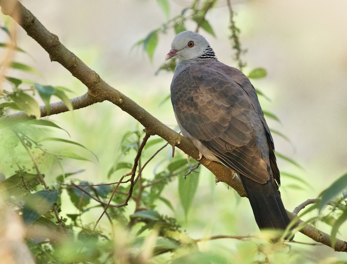Nilgiri Wood-Pigeon - ML72766961