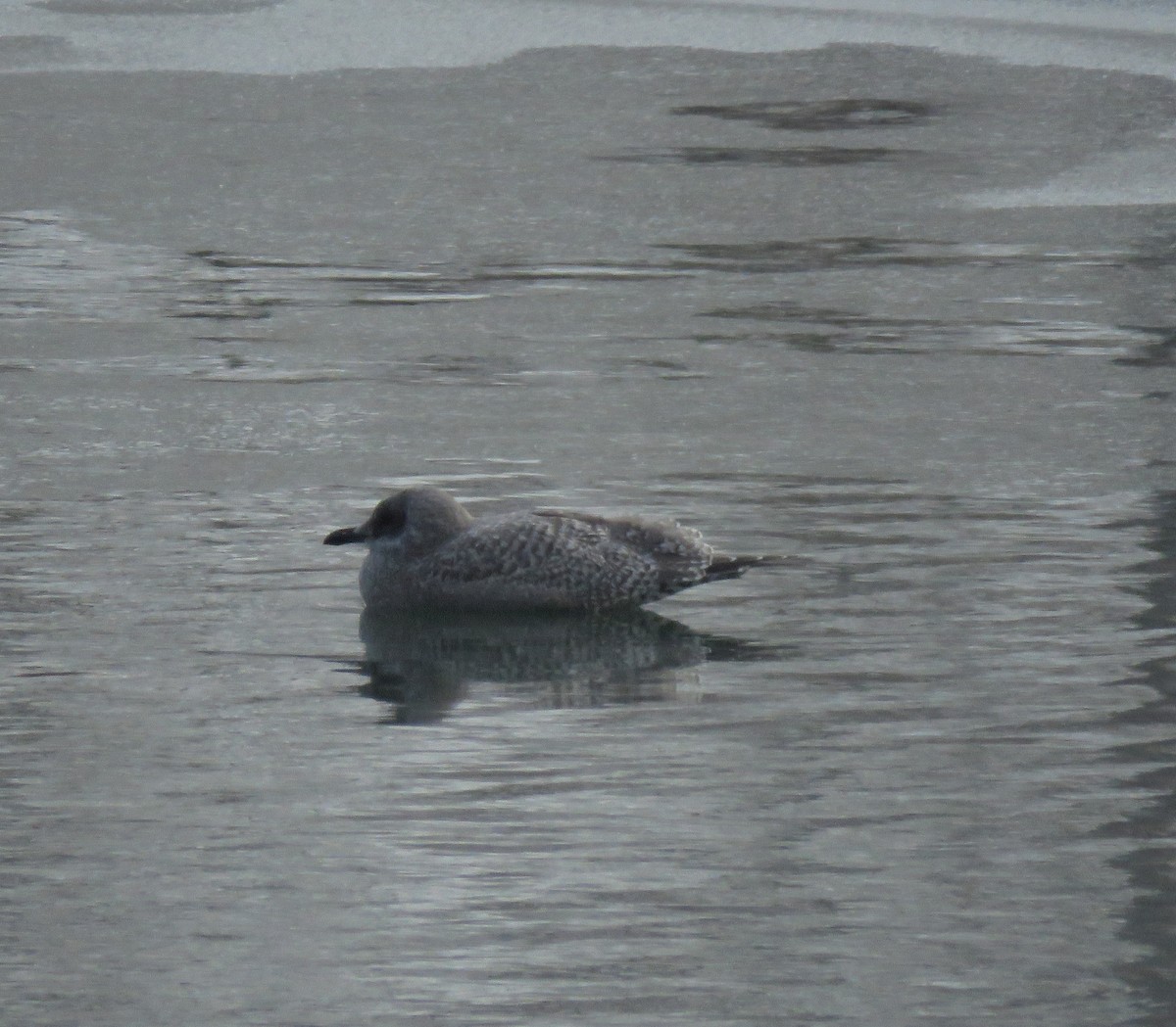 Iceland Gull (Thayer's) - Gerald Frost