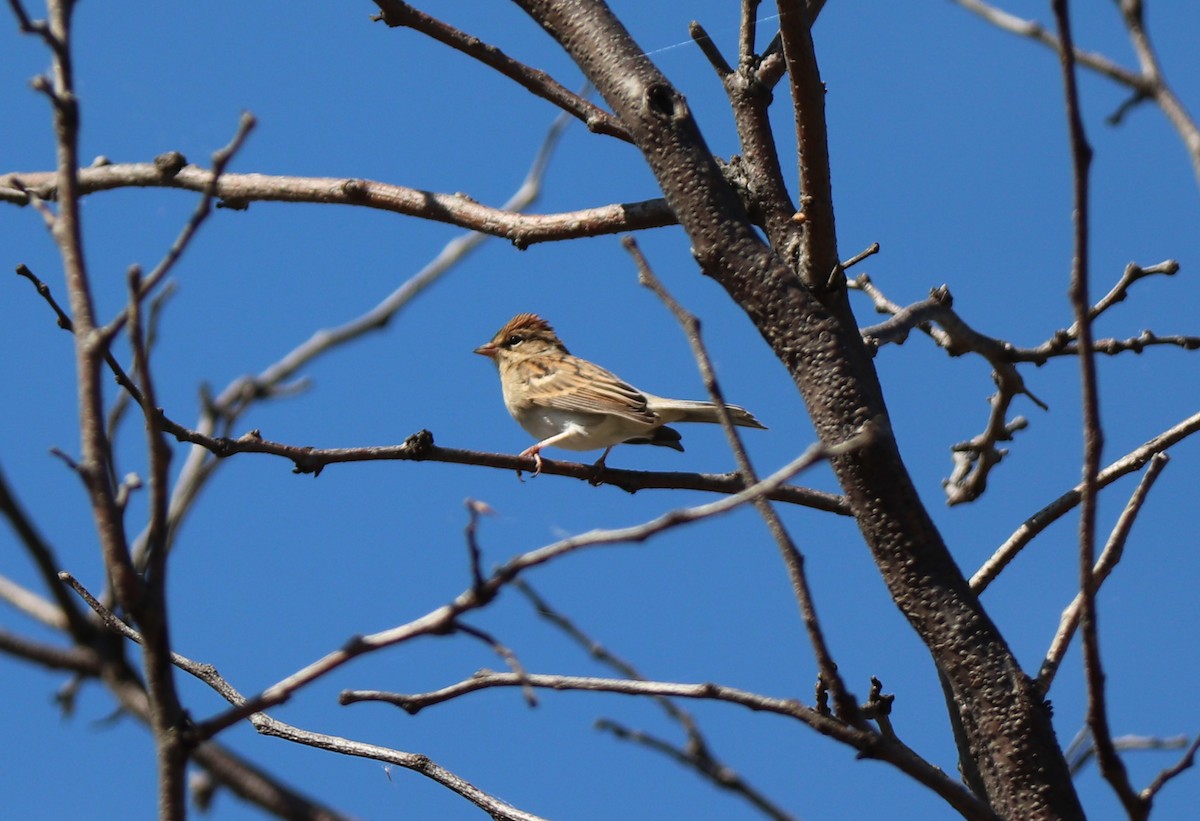 Chipping Sparrow - Maria Pacheco