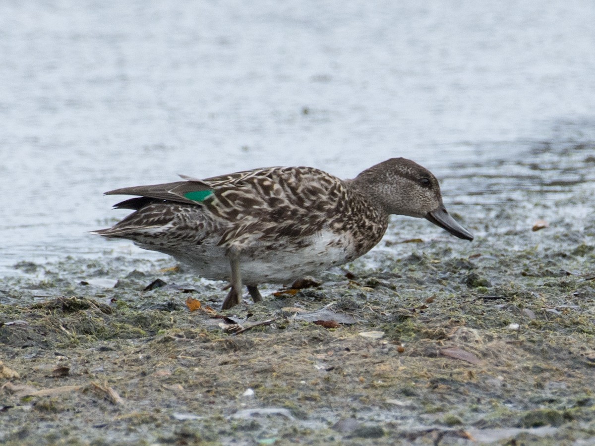 Green-winged Teal - T I