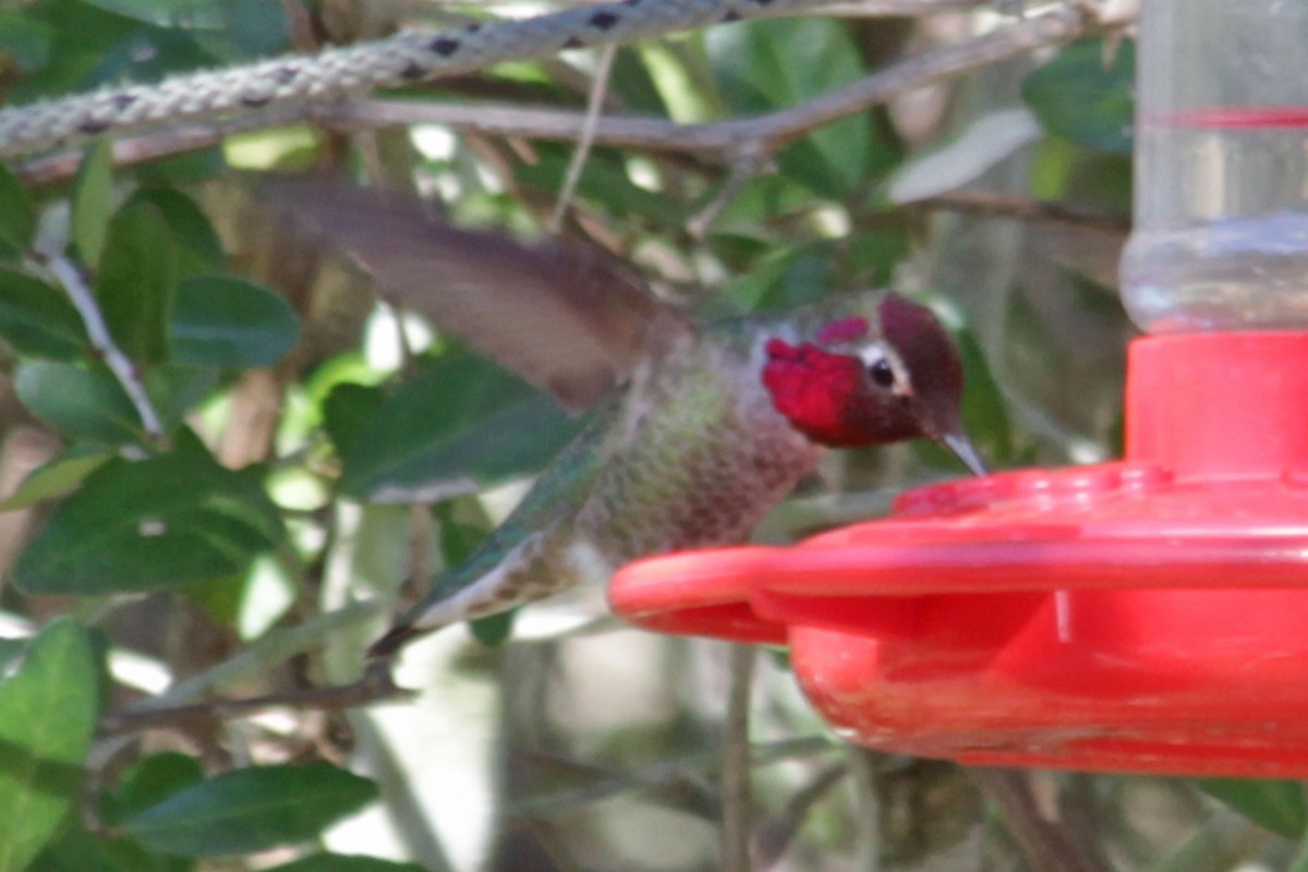 Anna's Hummingbird - ML72777741