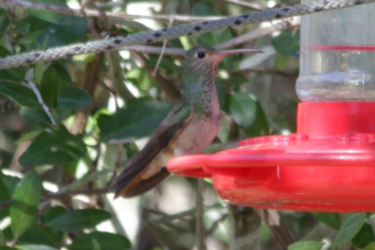 Buff-bellied Hummingbird - Janet Rathjen