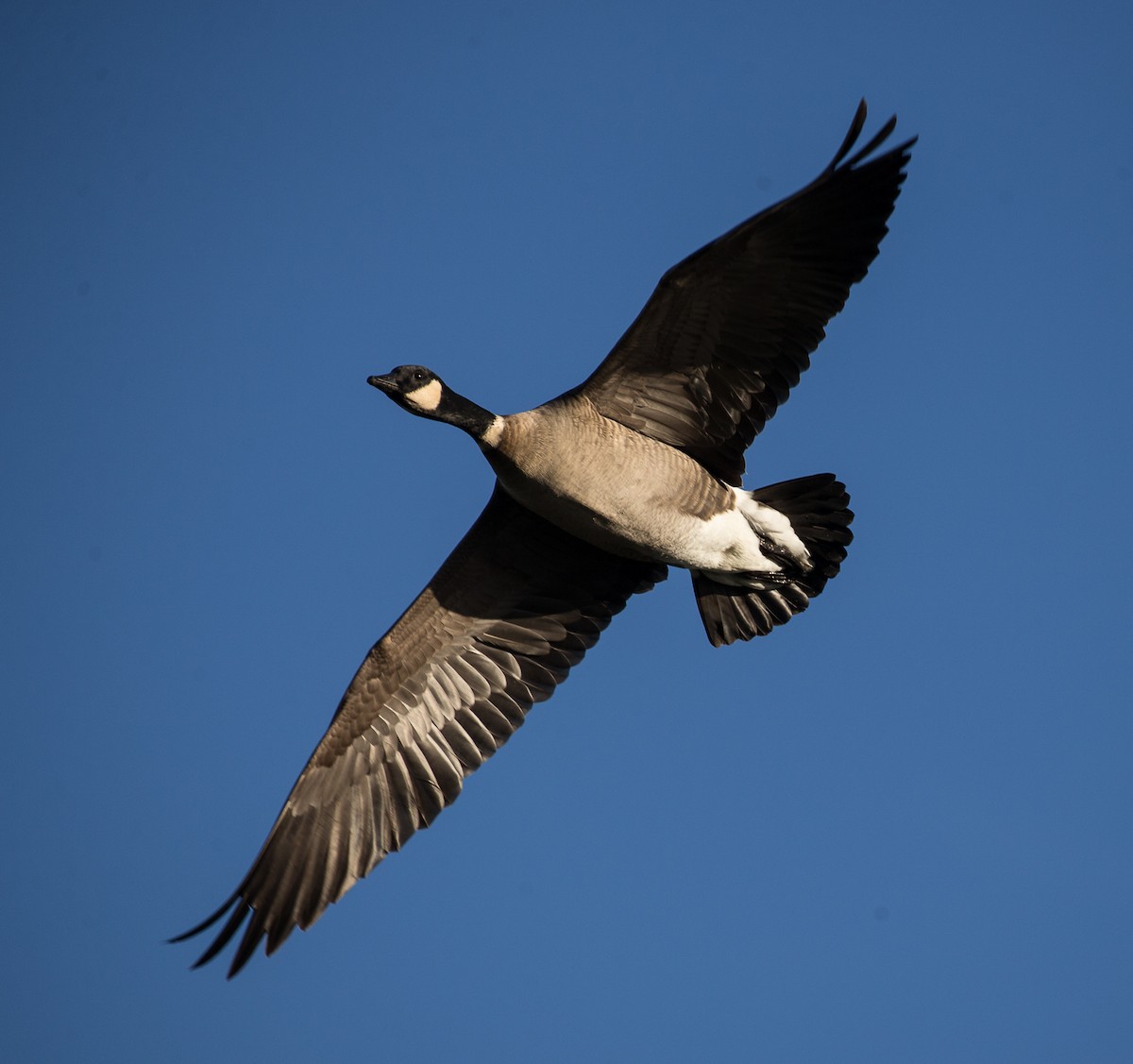 Cackling Goose (Aleutian) - Meg Barron