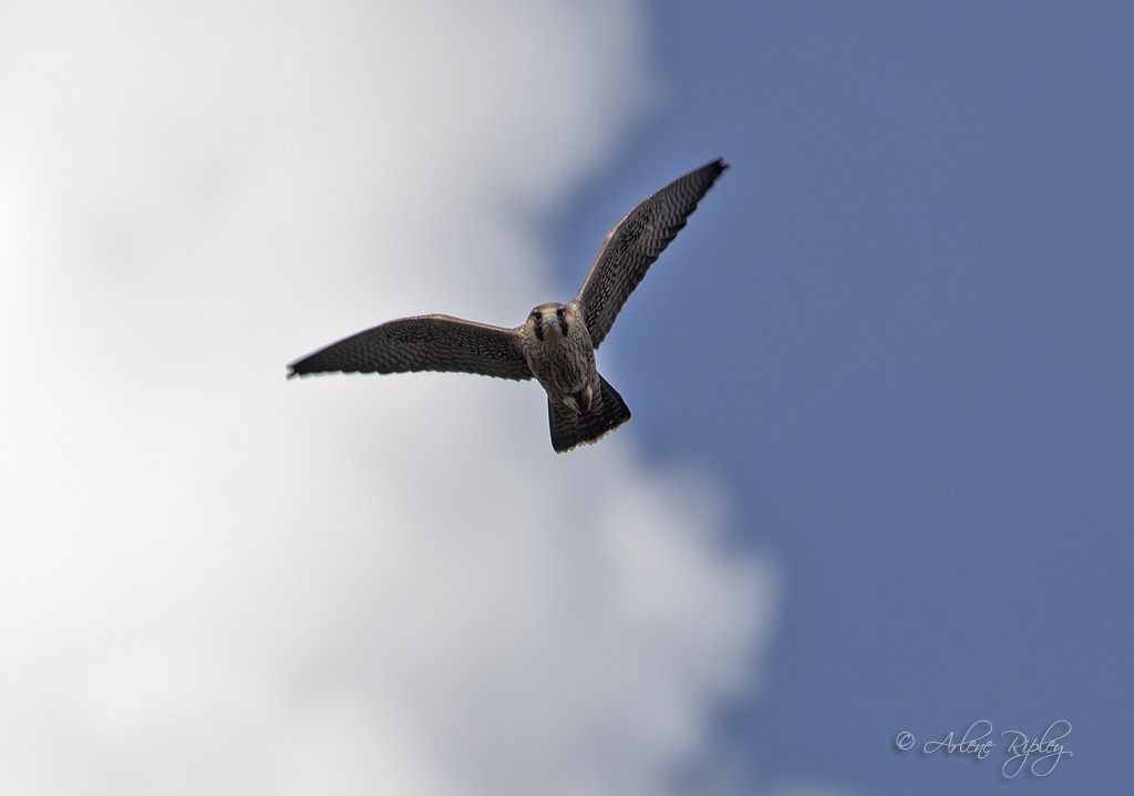 Peregrine Falcon (North American) - ML72779401