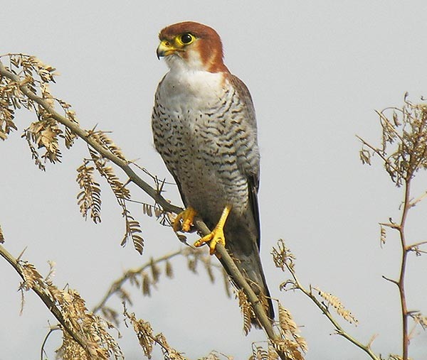 Red-necked Falcon - ML727811