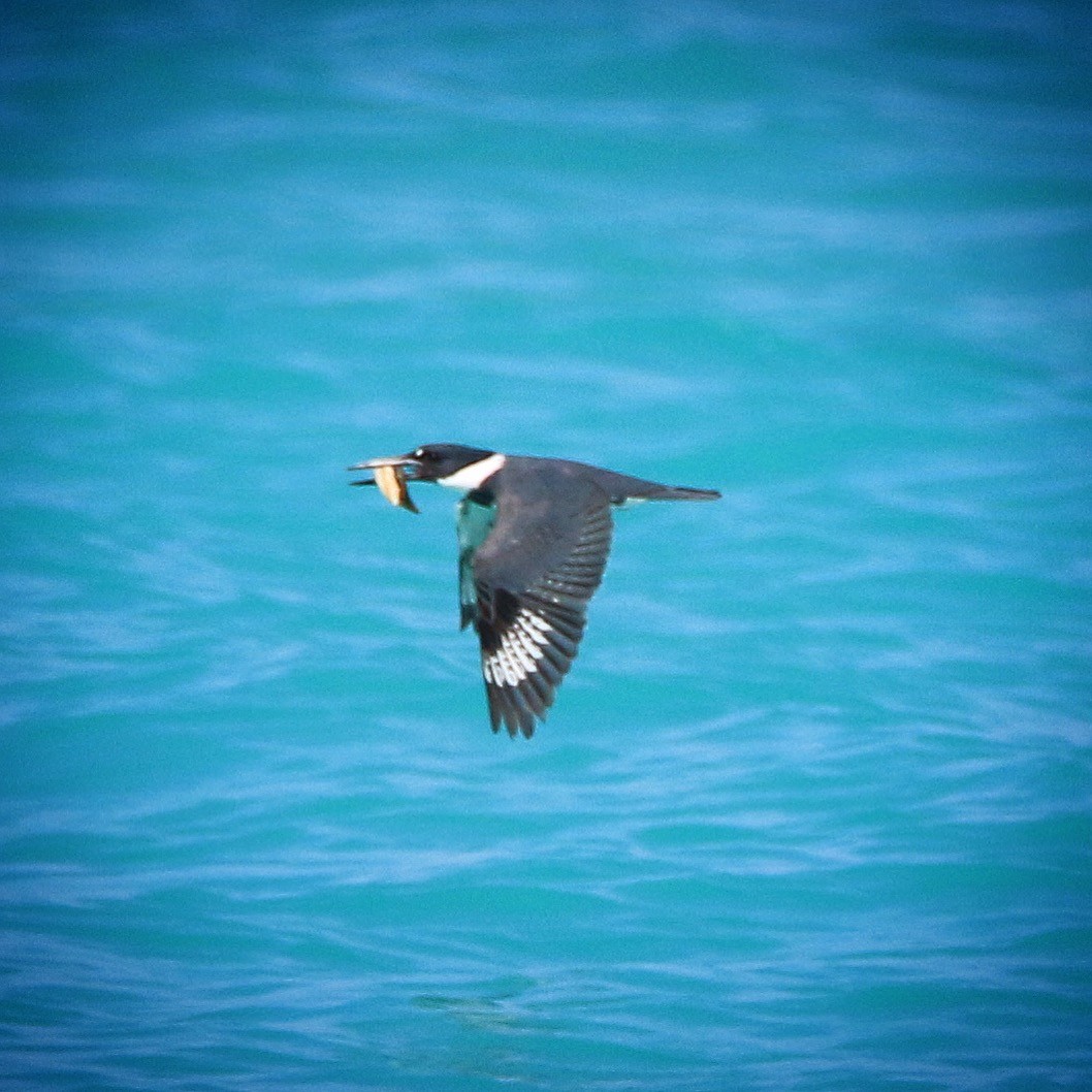 Belted Kingfisher - ML72781251