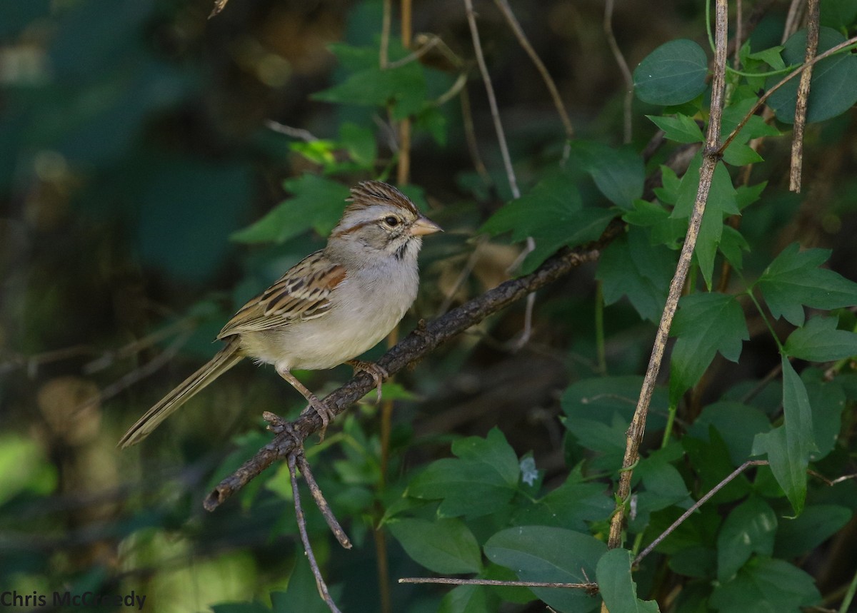 Rufous-winged Sparrow - Chris McCreedy - no playbacks