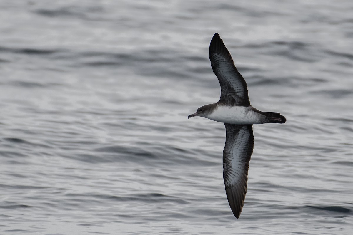 Pink-footed Shearwater - ML72782721