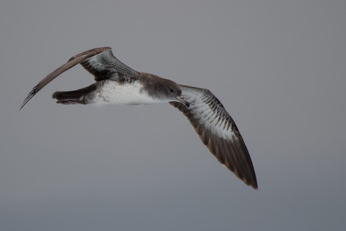 Pink-footed Shearwater - ML72782841