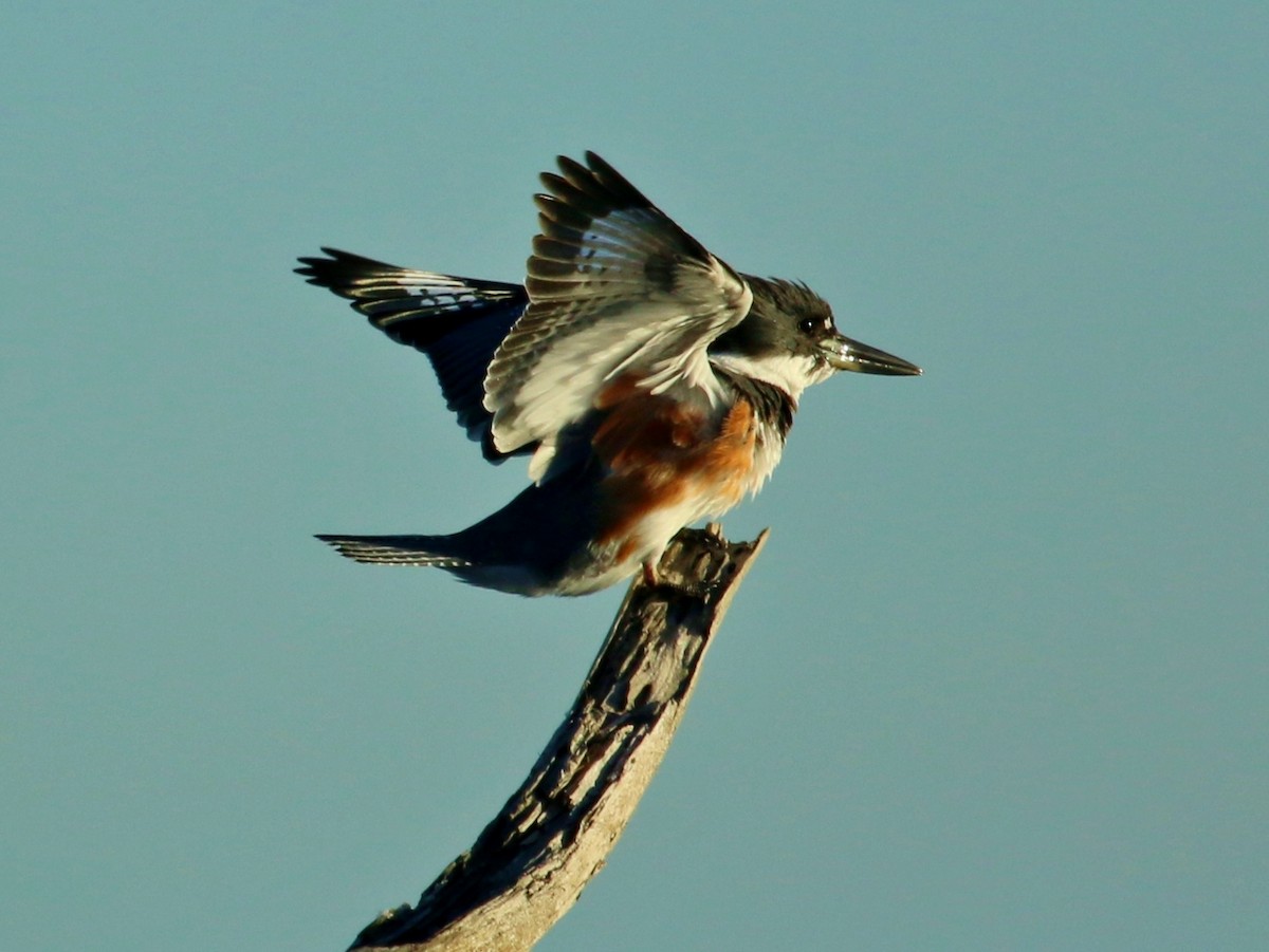 Belted Kingfisher - Christine Jacobs
