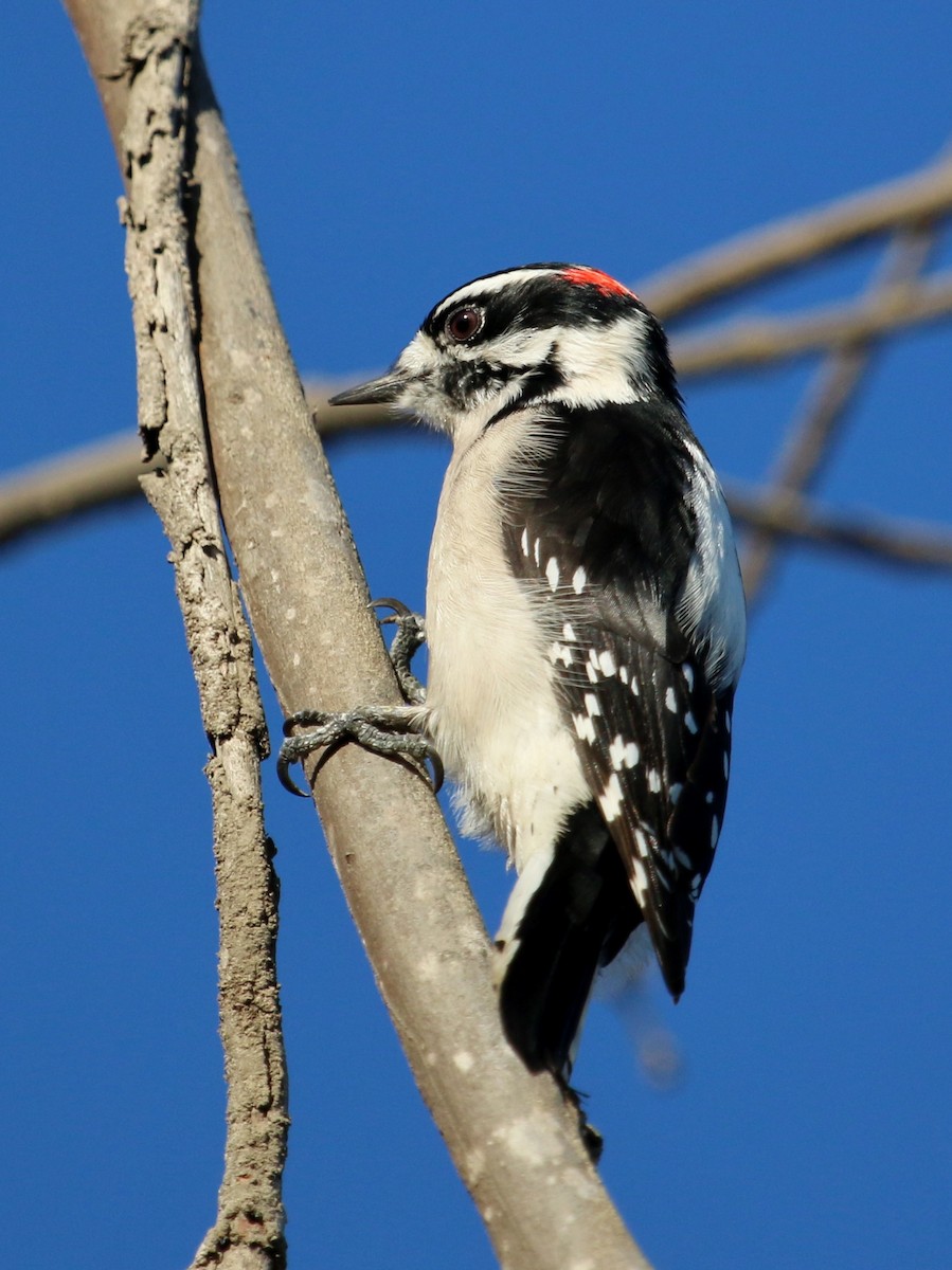 Downy Woodpecker - ML72784741