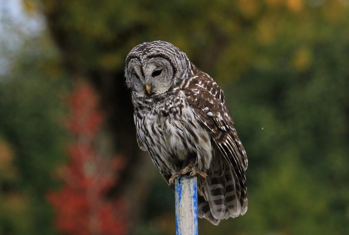 Barred Owl - ML72787521