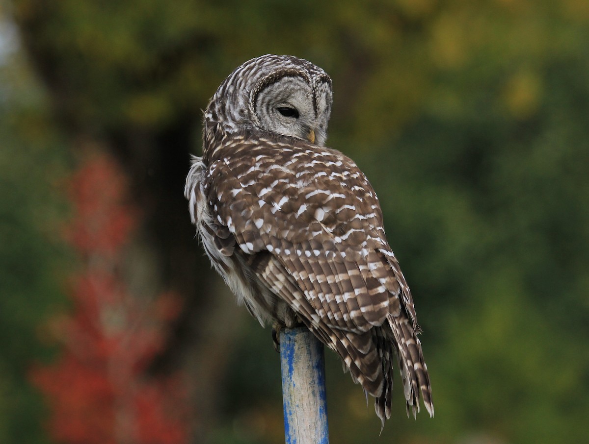 Barred Owl - ML72787531