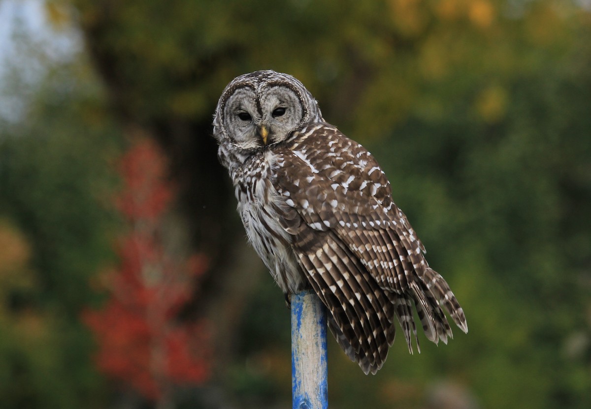 Barred Owl - ML72787561