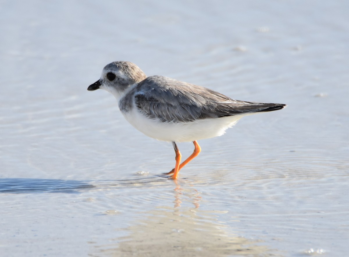 Piping Plover - Ian Thomson