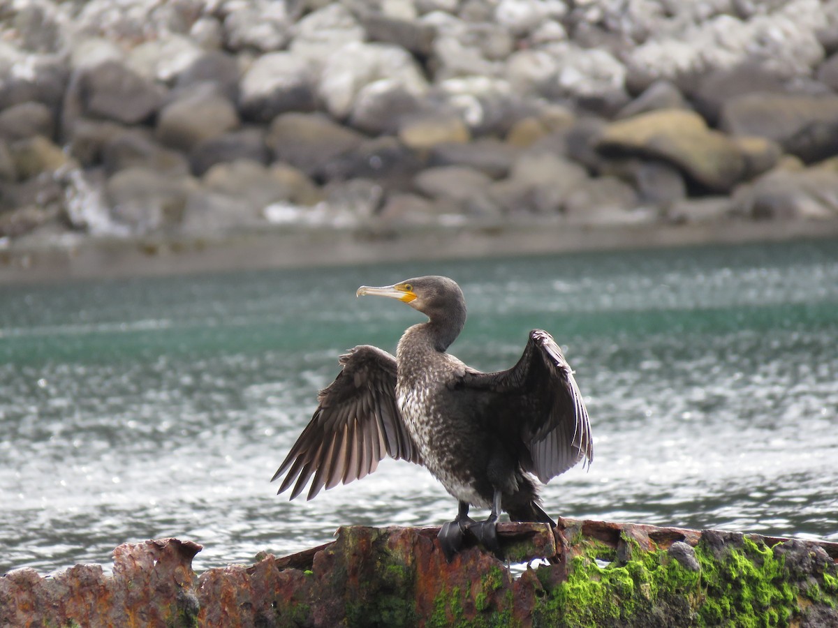 Great Cormorant - Sreekar Rachakonda