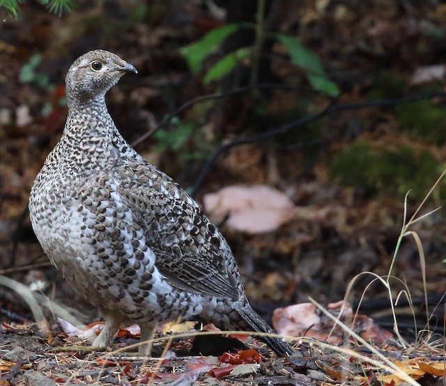 blue grouse vs ruffed grouse