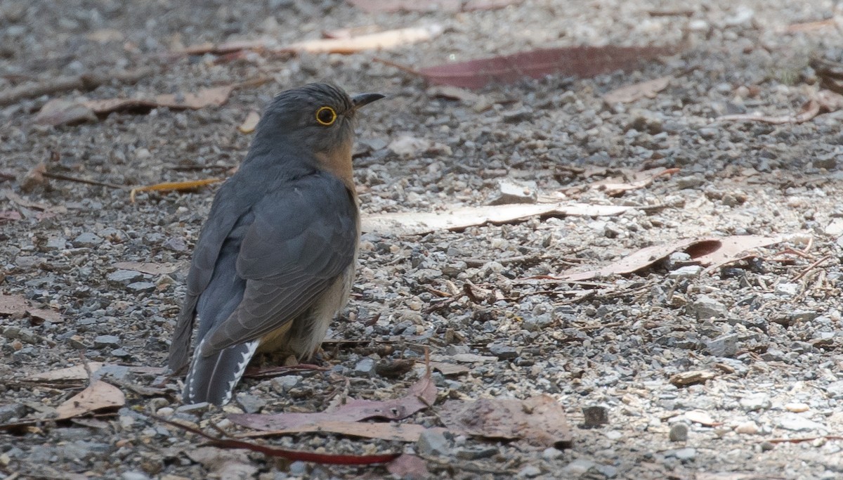 Fan-tailed Cuckoo - shorty w