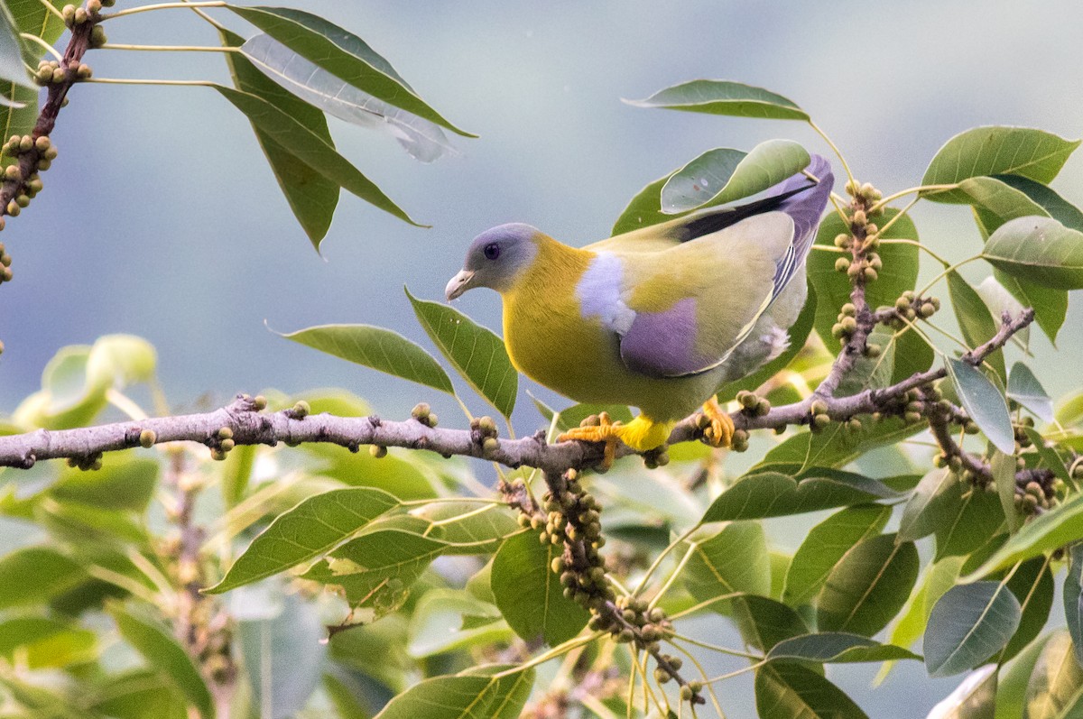 Yellow-footed Green-Pigeon - abhishek ravindra