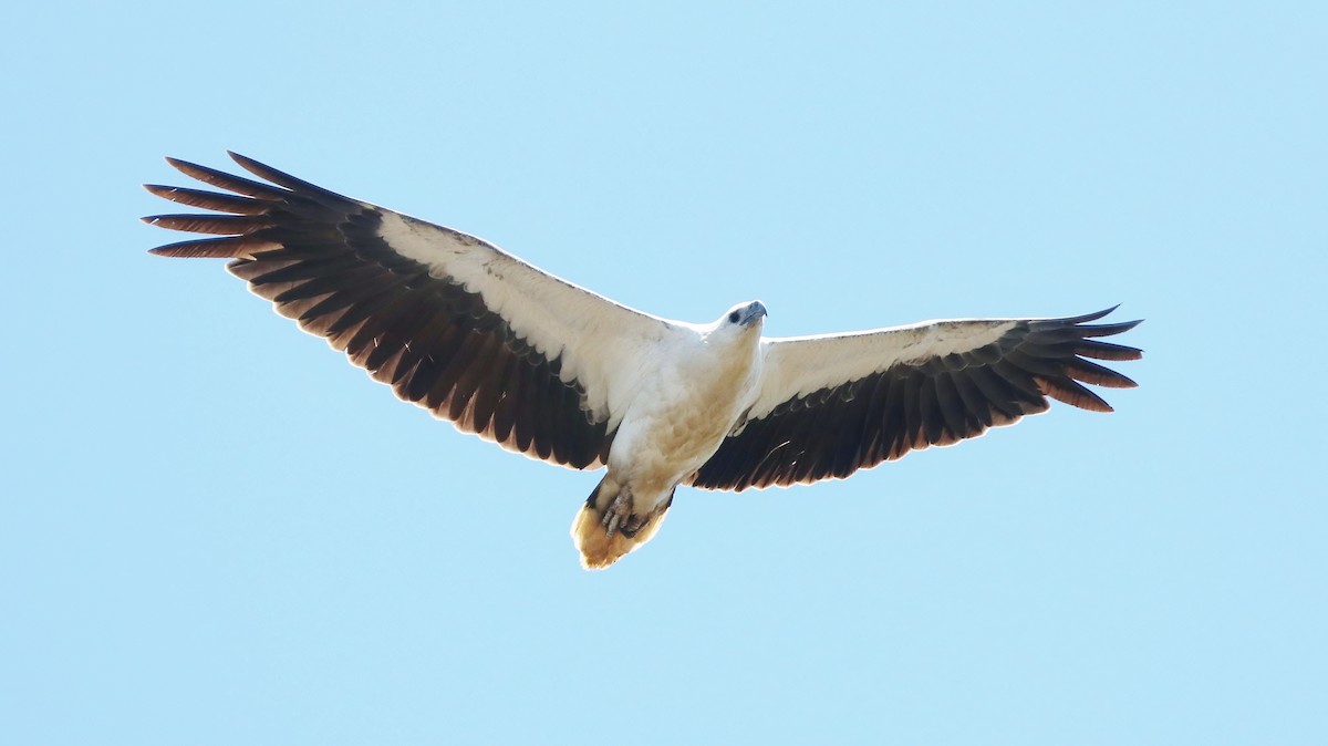 White-bellied Sea-Eagle - Rick Franks