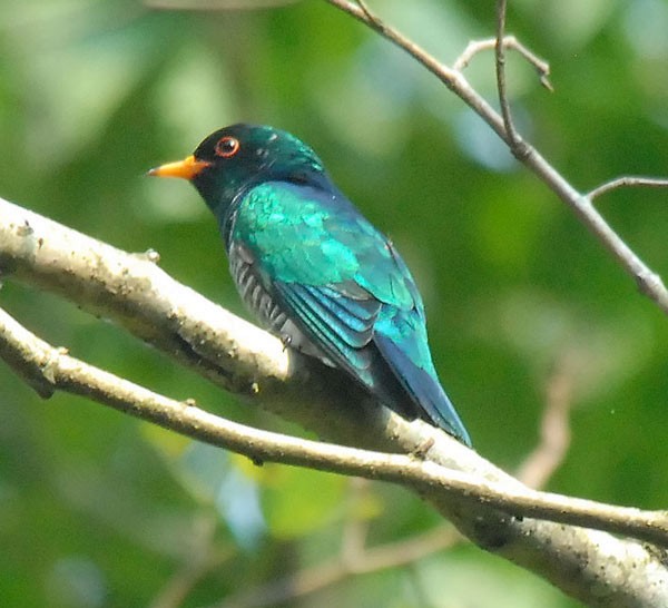 Asian Emerald Cuckoo - Nikhil Devasar