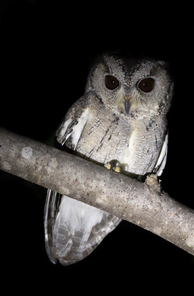 Indian Scops-Owl - abhishek ravindra