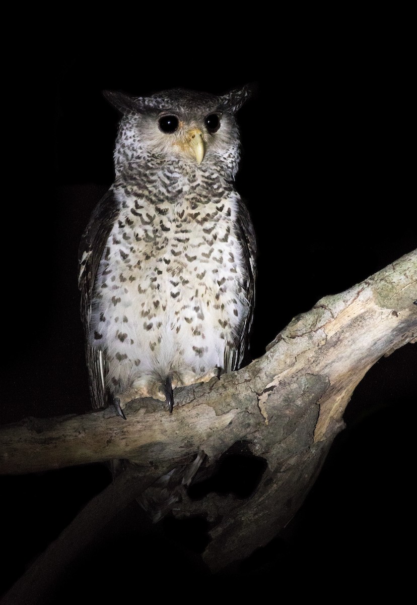 Spot-bellied Eagle-Owl - abhishek ravindra