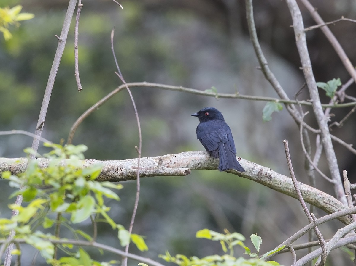 Square-tailed Drongo - Niall D Perrins