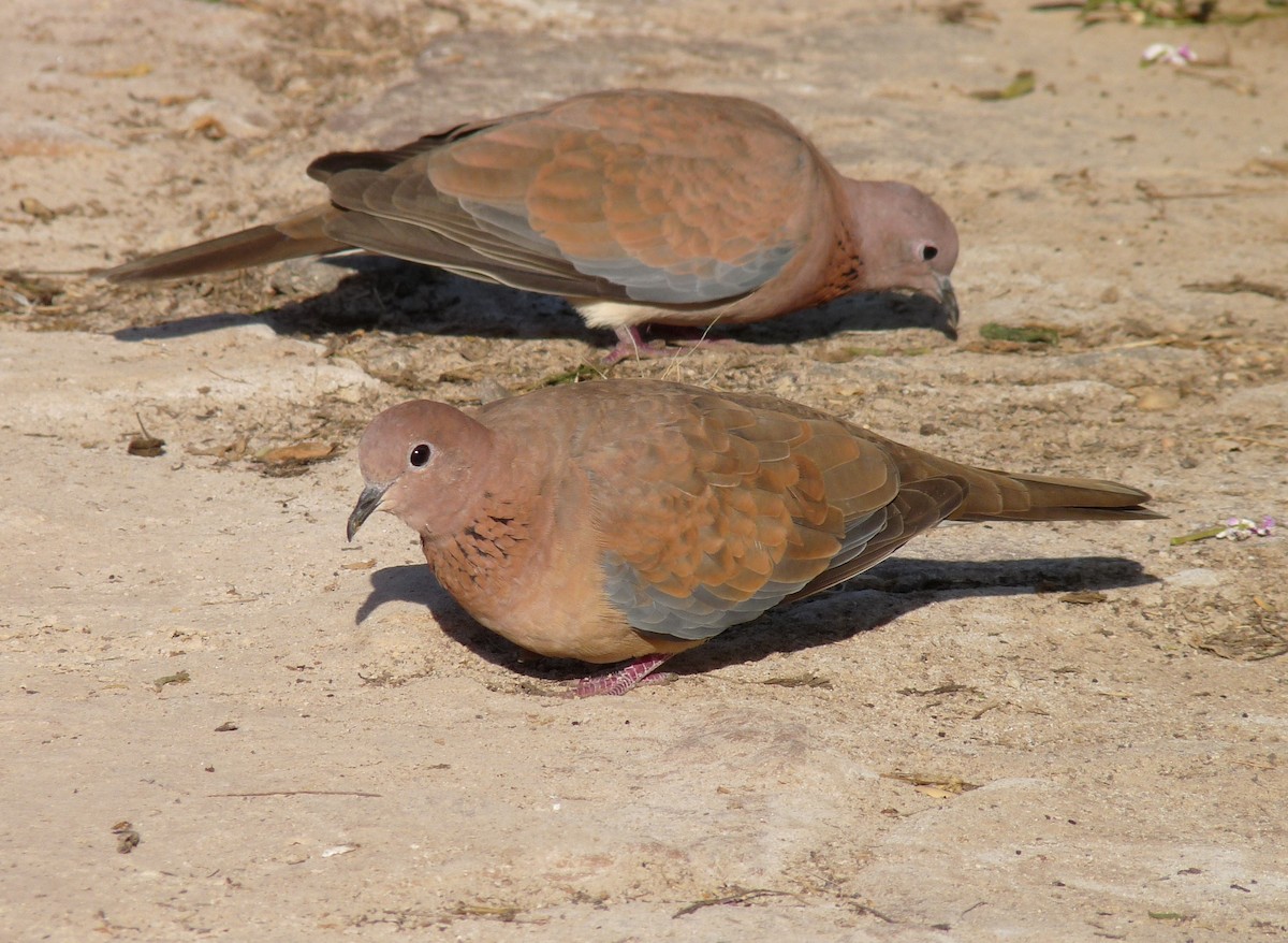 Laughing Dove - ML72795231