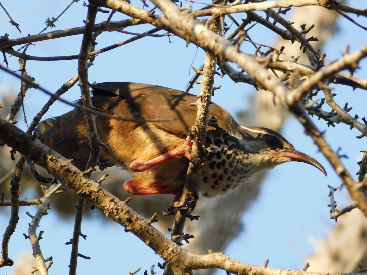 eBird Checklist - 20 Oct 2017 - Ifaty--spiny forest reserves - 27 ...