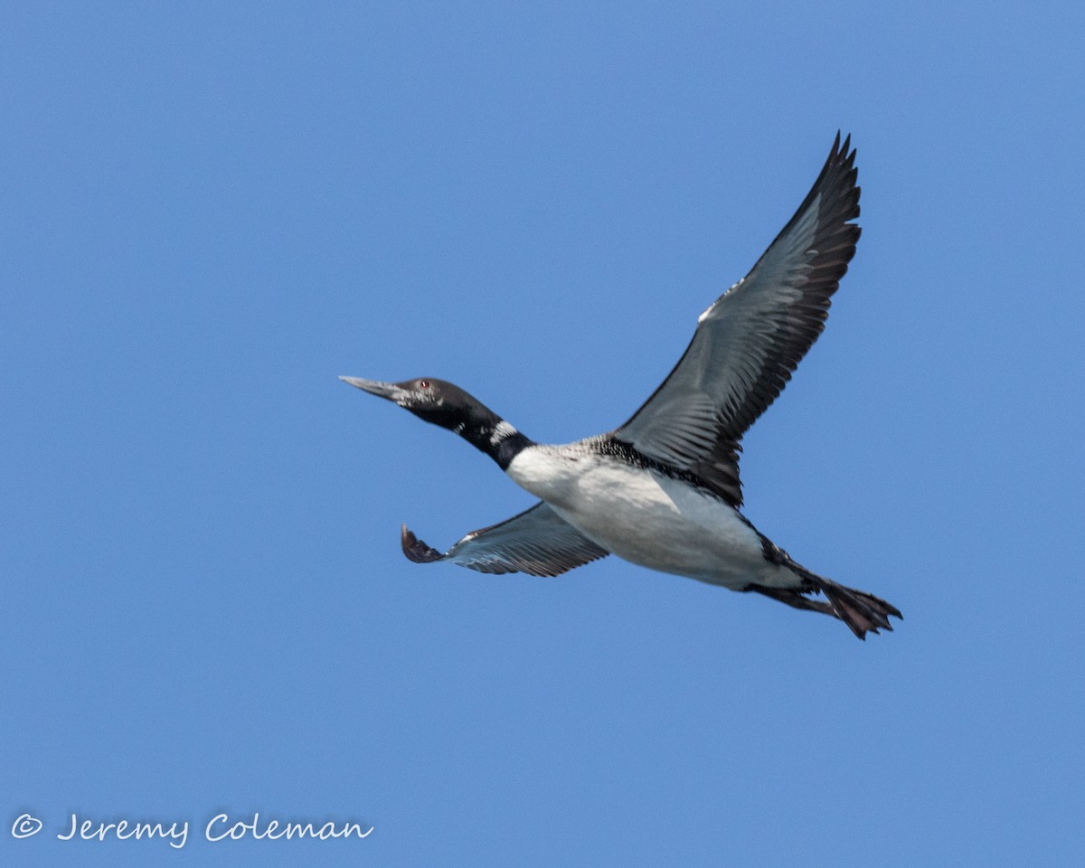 Common Loon - Jeremy Coleman