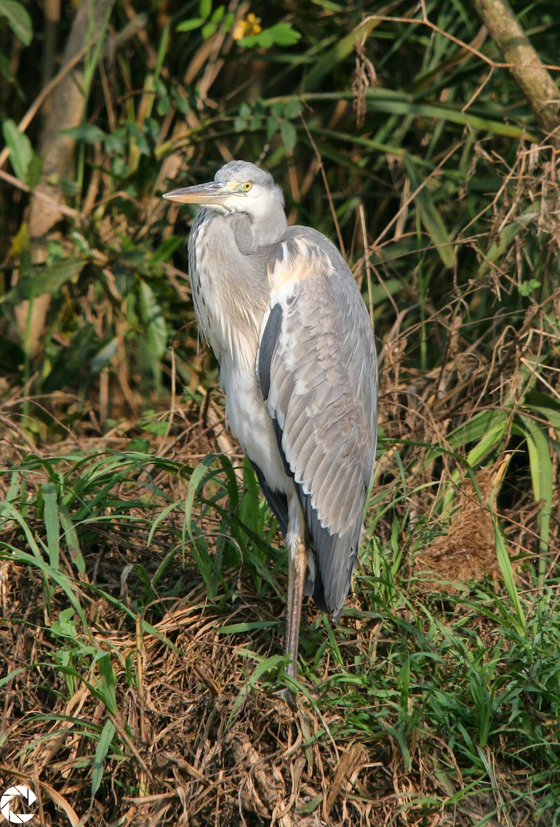 Gray Heron - Ravindra Kaushik