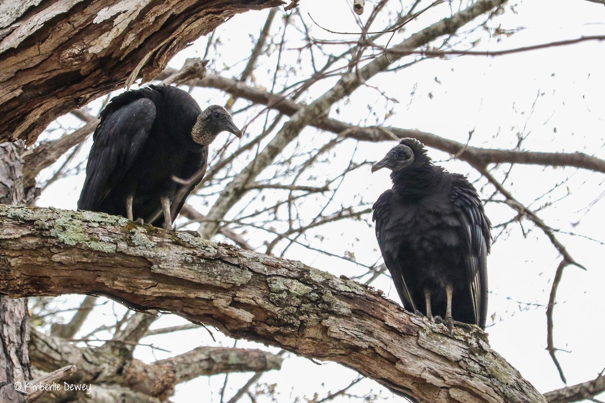 Black Vulture - Kimberlie Dewey