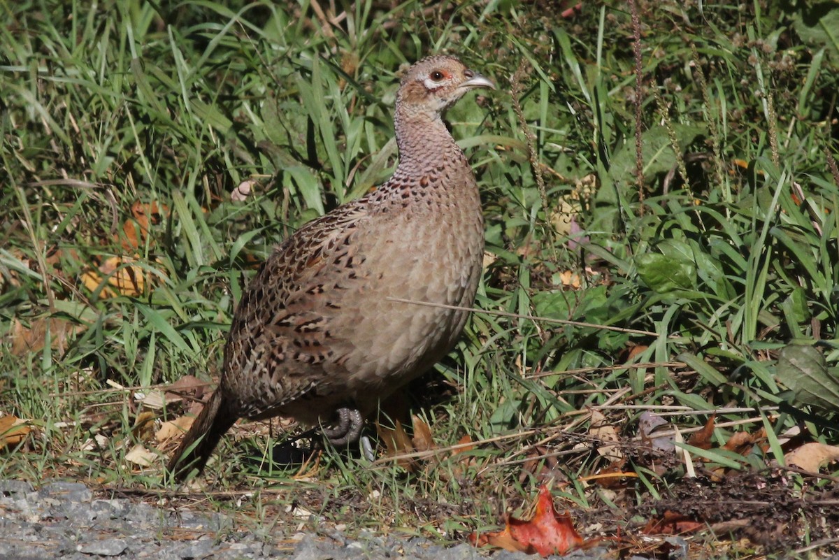 Ring-necked Pheasant - ML72800781