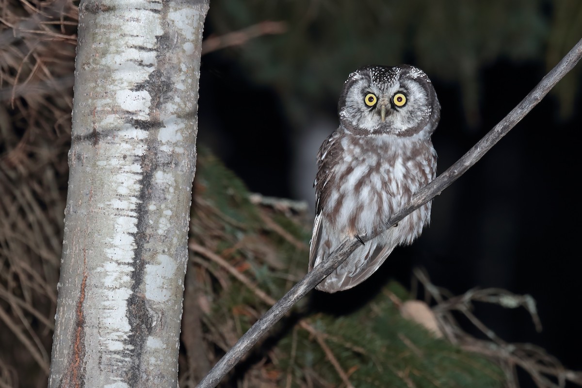 Boreal Owl - bellemare celine