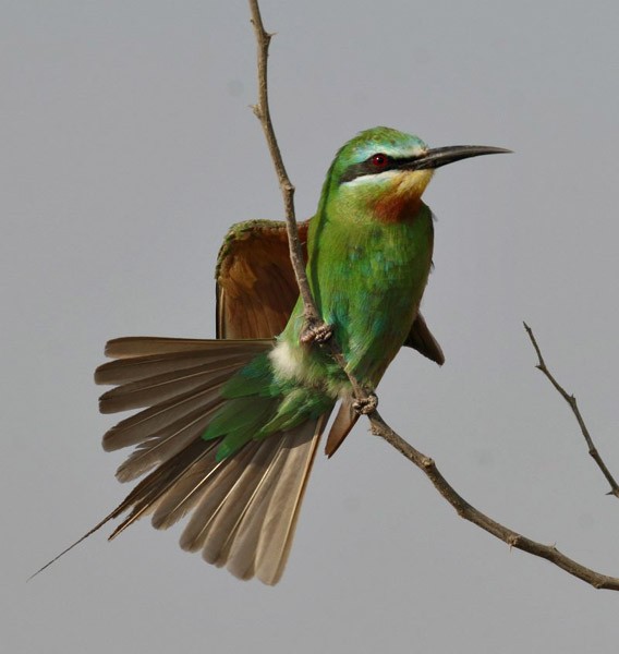 Blue-cheeked Bee-eater - ML728069