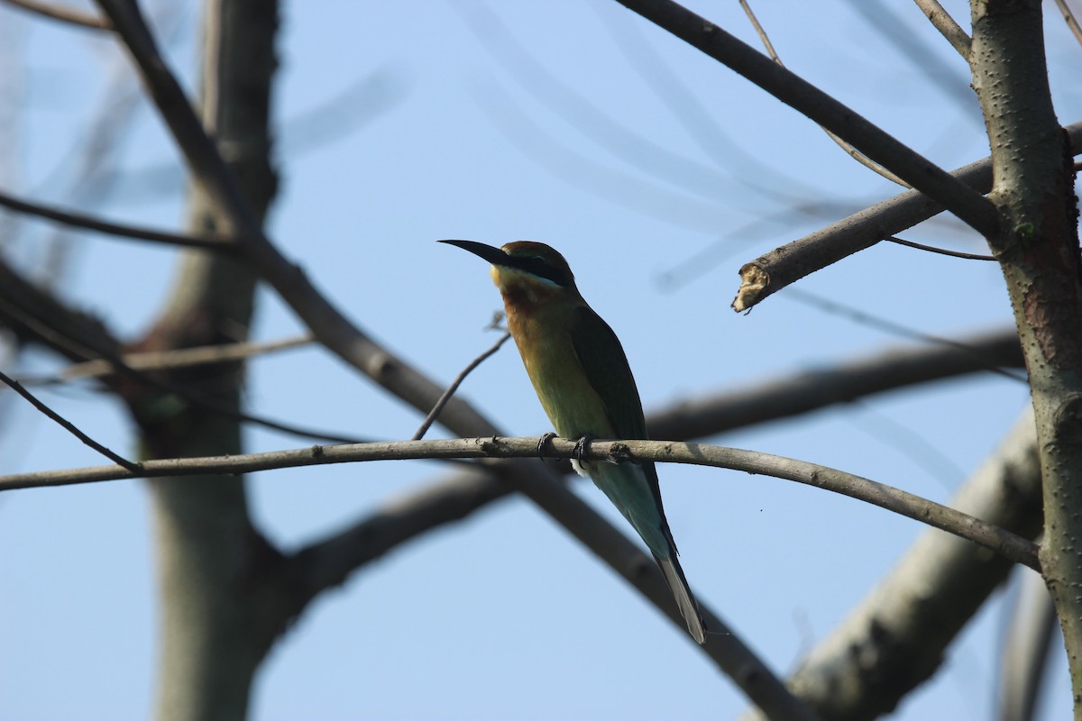Blue-tailed Bee-eater - ML72807481