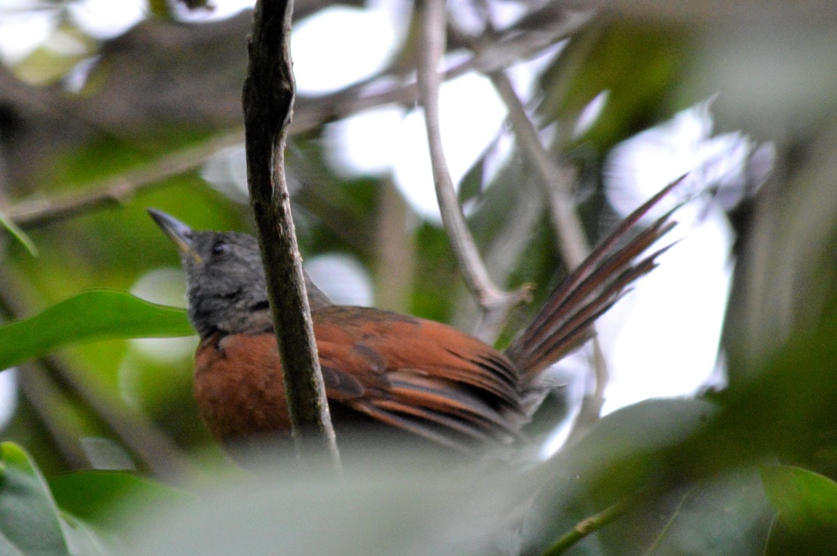 Rufous-breasted Spinetail - ML72808221