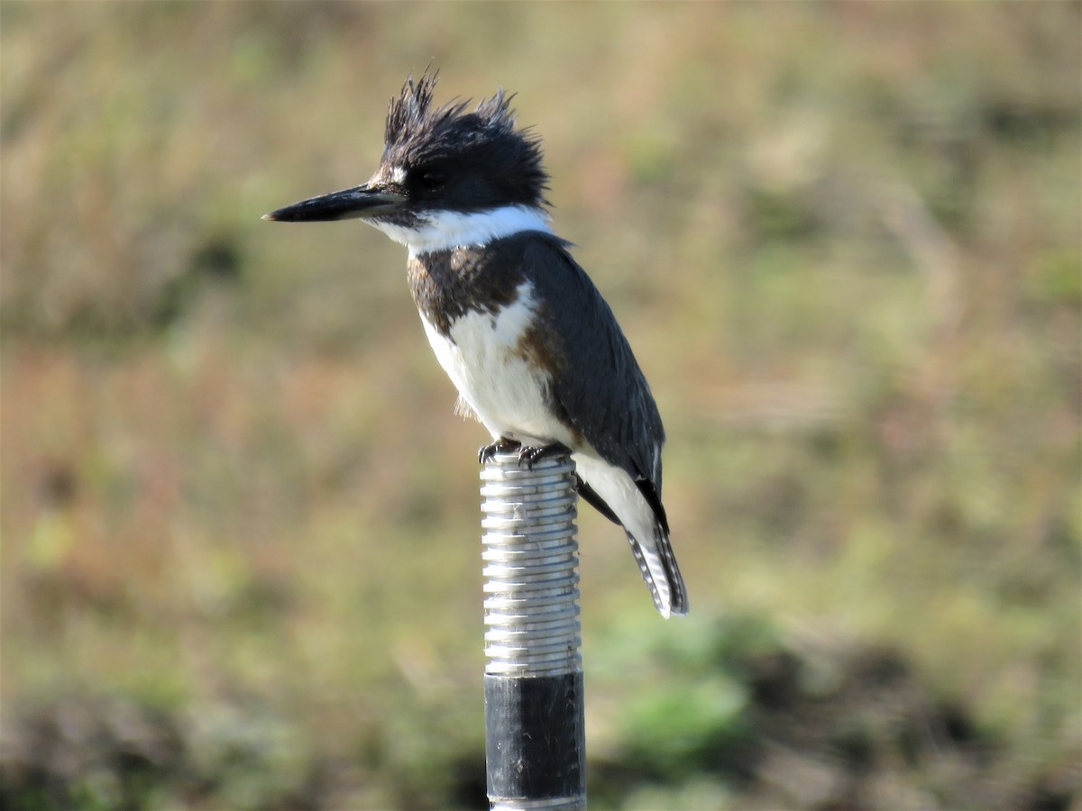 Belted Kingfisher - ML72808231