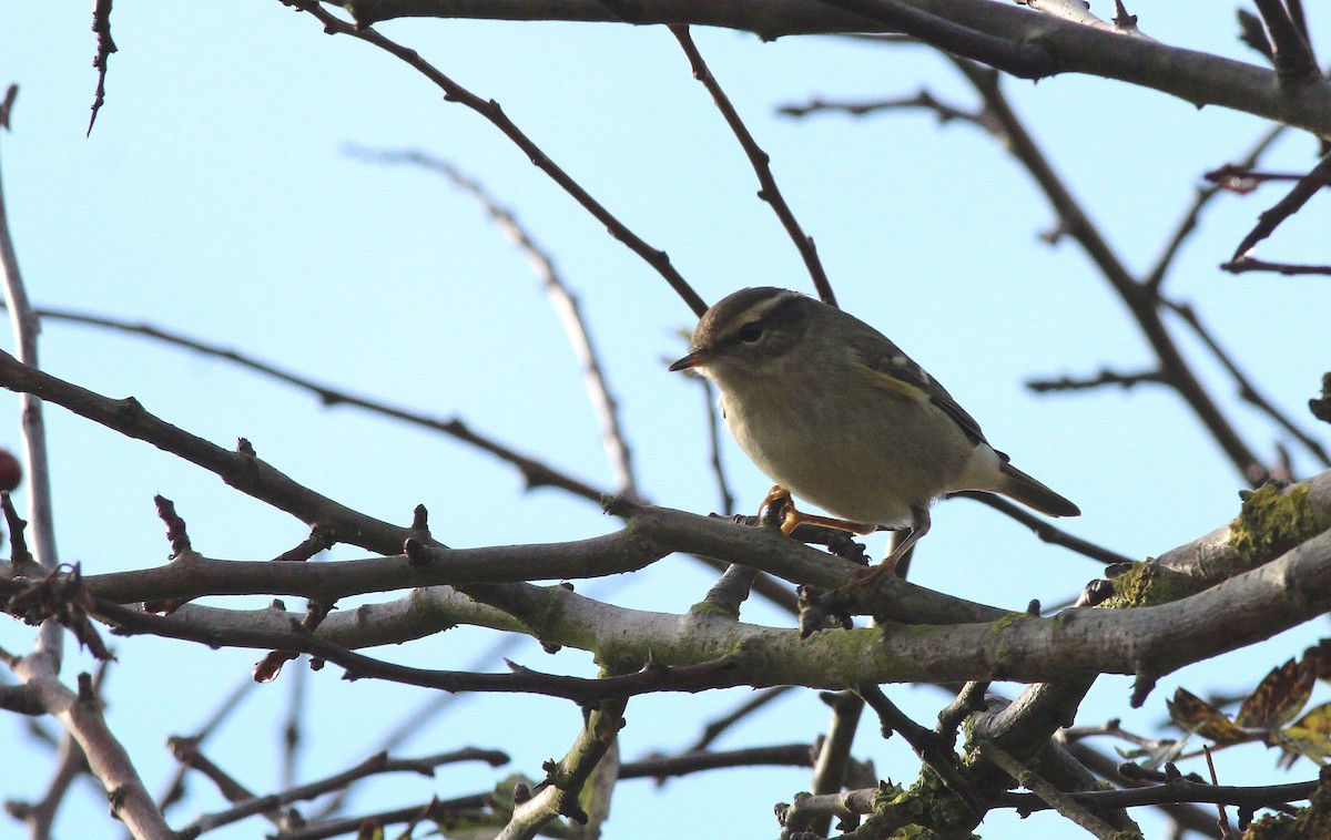 Yellow-browed Warbler - ML72809661