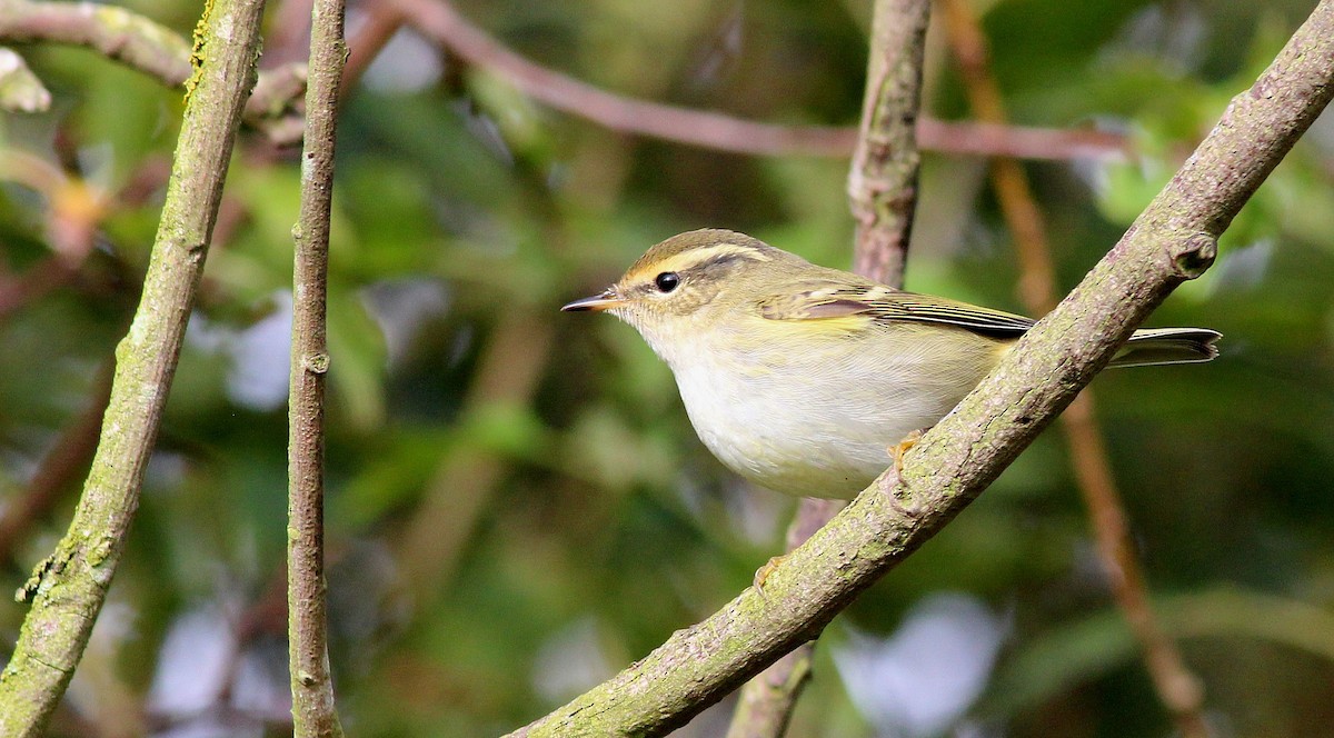 Yellow-browed Warbler - ML72809681