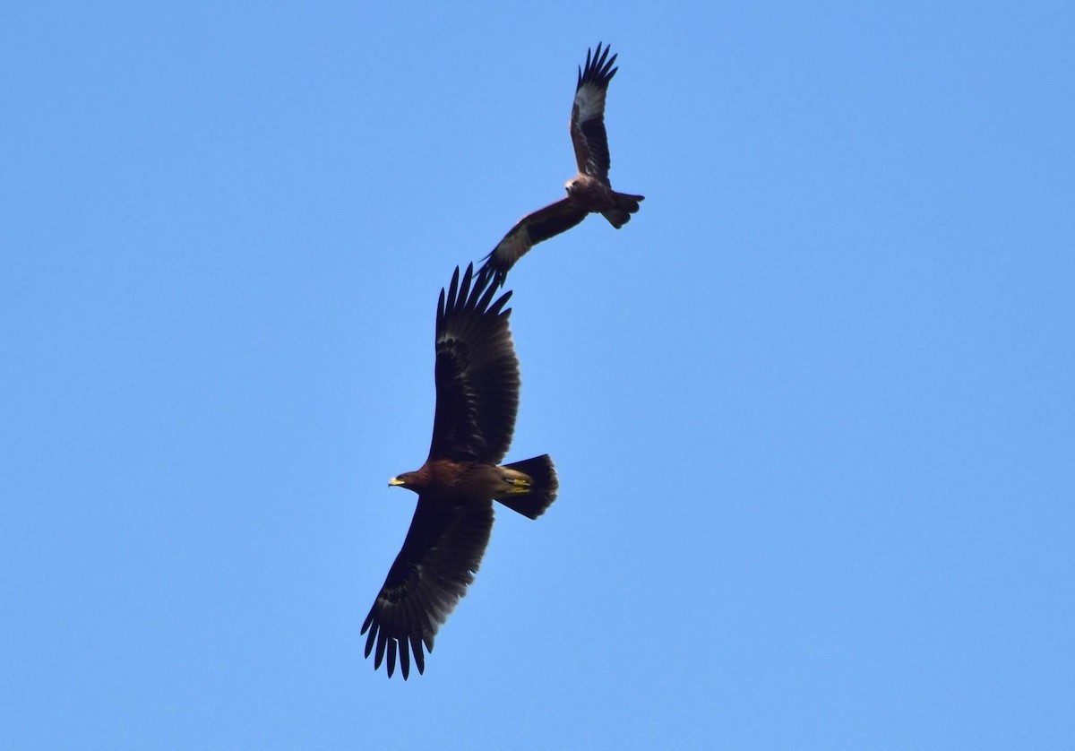 Greater Spotted Eagle - mathew thekkethala