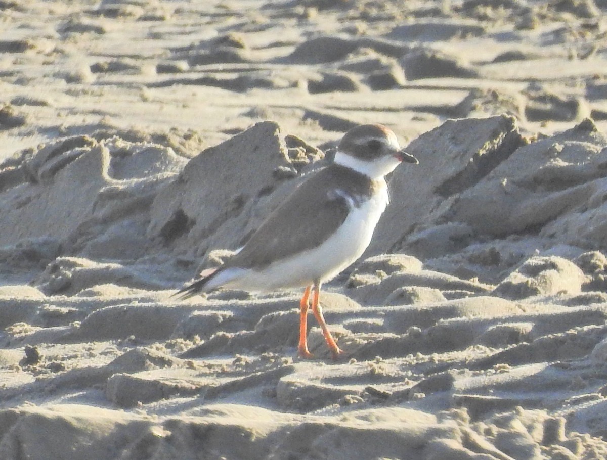 Semipalmated Plover - ML72810001