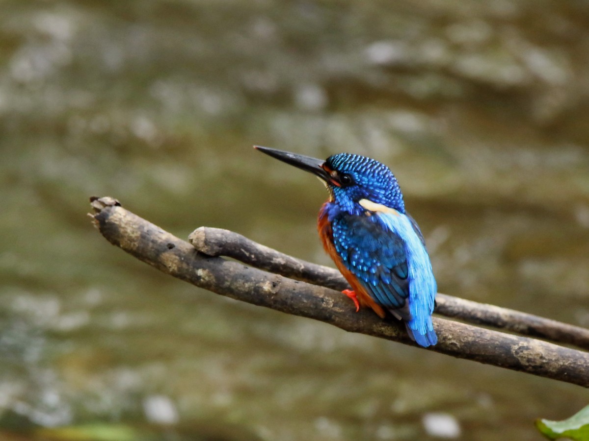 Blue-eared Kingfisher - Subhadra Devi